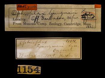Media type: image;   Invertebrate Zoology OPH-1121 Description: Labels for this specimen included in the specimen tray.;  Aspect: labels